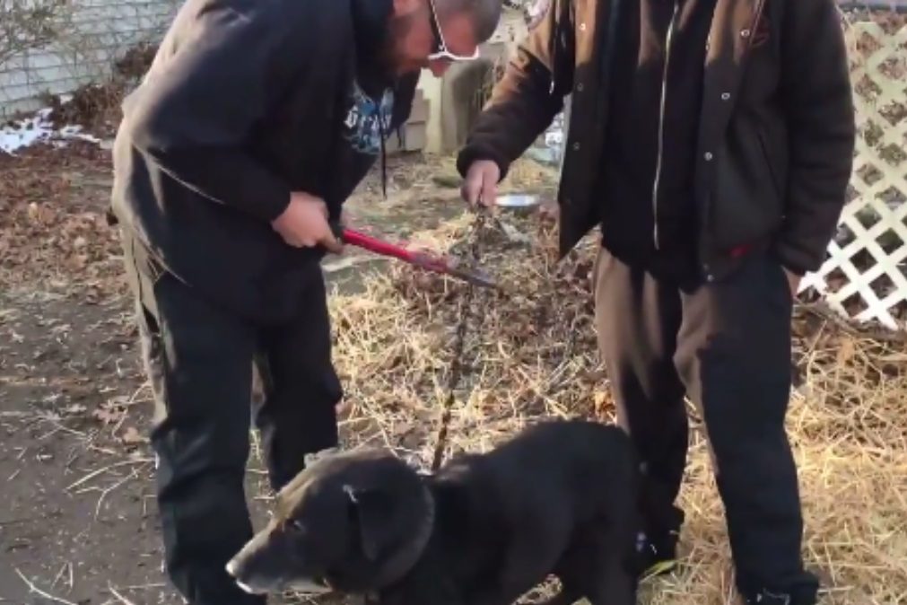 Cão acorrentado 15 anos é finalmente libertado. Assista ao momento!