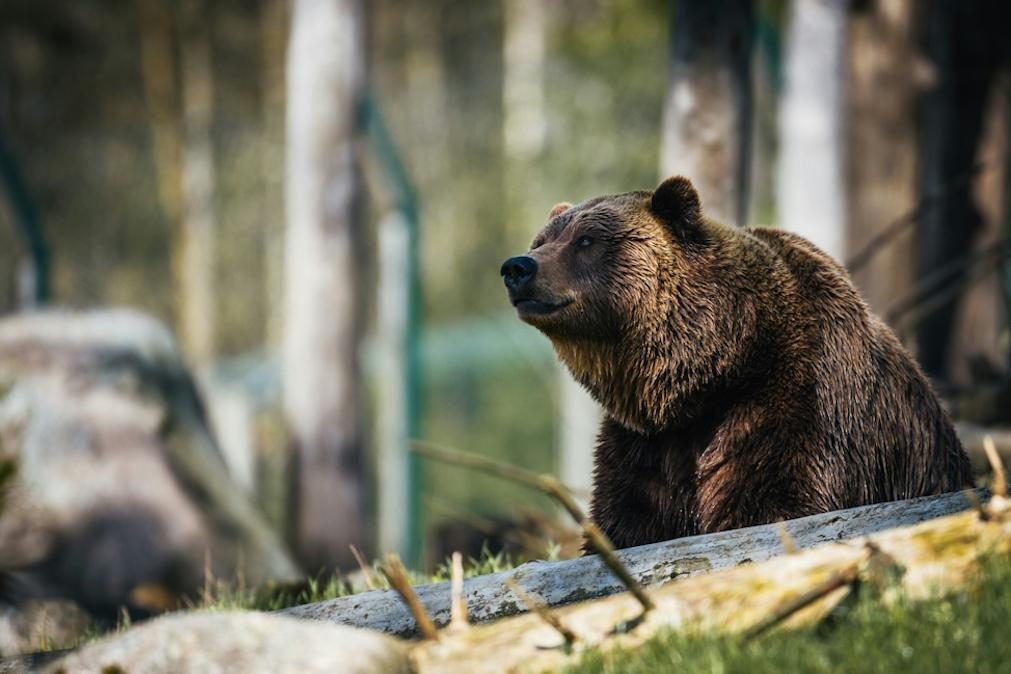 Por que preferem as mulheres ficar sozinhas numa floresta com um urso do que com um homem