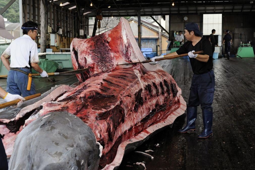 Japão quer alargar caça da baleia