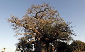 Baobá, conhecida como a 'árvore da vida', surgiu em Madagáscar