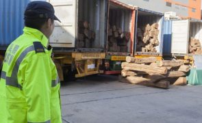 Contrabando de madeira em Moçambique está a financiar insurgentes