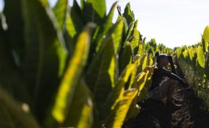Produção da indústria do tabaco em Moçambique recua para metade no 1.º trimestre