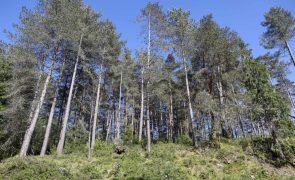 Produtores florestais defendem simplificação das normas e reforço de verbas