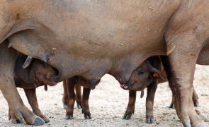 Pequim anuncia investigação 'antidumping' na importação de carne de porco da UE