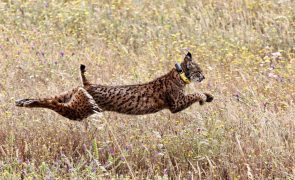 Lince ibérico passou de espécie 