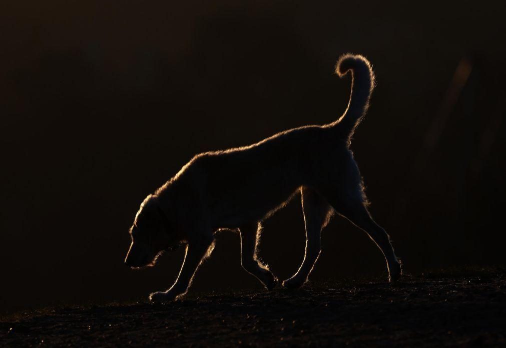 Estudo francês alerta para bem-estar animal 