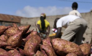 Itália desembolsa 35 ME para centro de transformação de alimentos em Moçambique