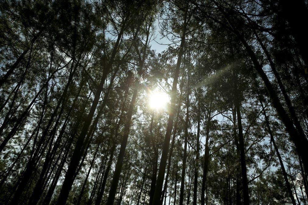 Produtores florestais mostram-se preocupados com a reprogramação do PEPAC