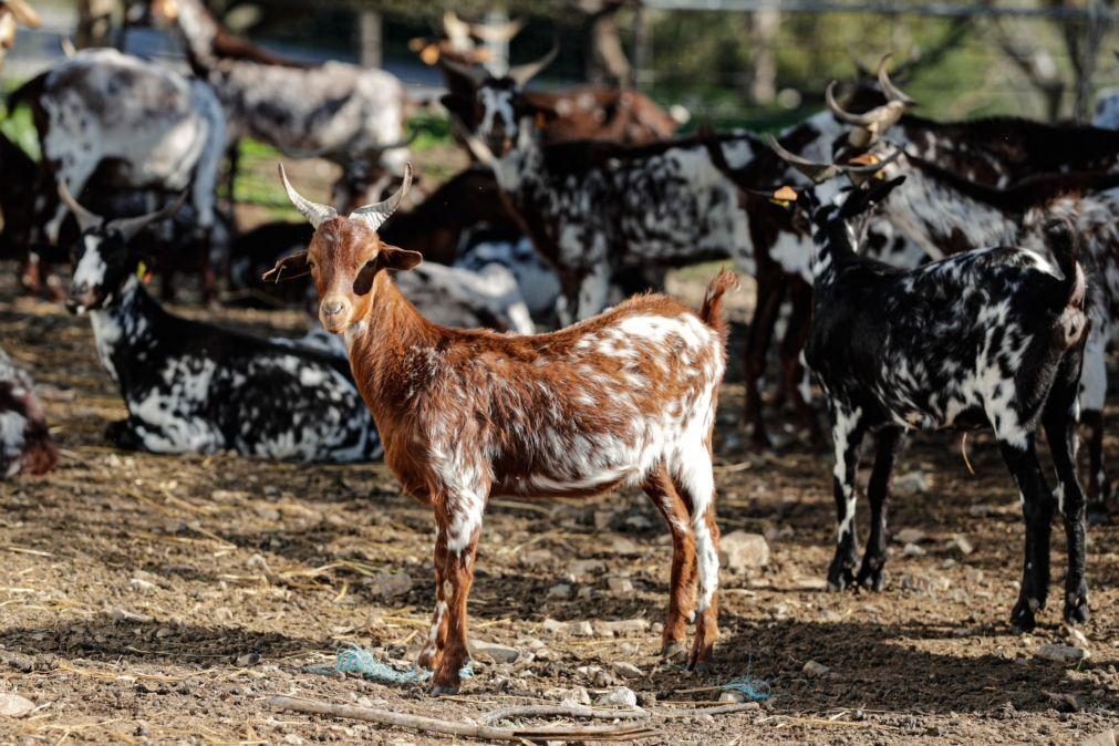 Chuvas aumentaram otimismo de criadores de cabras do Algarve