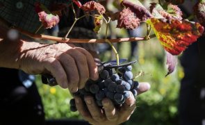 Vendas na Região dos Vinhos de Lisboa cresceram 4% no primeiro semestre