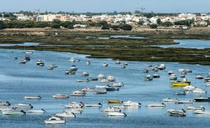 Espécie ameaçada de gaivotas triplica ninhos na maior colónia do mundo na Ria Formosa