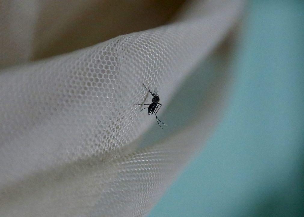 Instituto conta com cidadãos para identificar mosquitos invasores que transmitem doenças