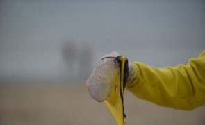 Gelatinosas podem estar a aumentar e podem levar a problemas cardíacos