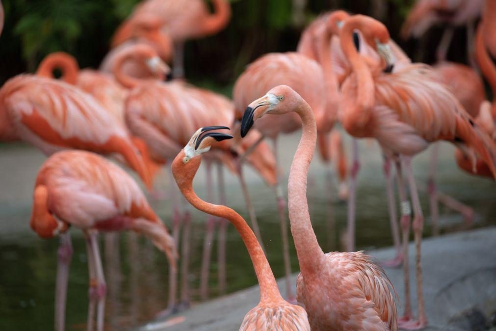 Seca no sul de Espanha impede reprodução de flamingos