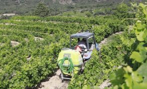 Viticultores do Douro dizem ter 