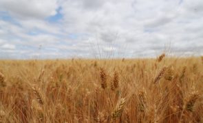 Rentabilidade dos cereais leva a quebra na área de cultivo que preocupa produtores