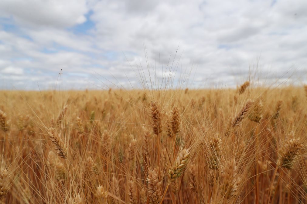Rentabilidade dos cereais leva a quebra na área de cultivo que preocupa produtores