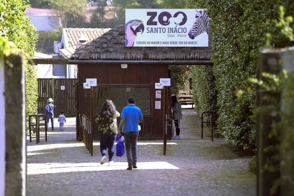 Hipopótamo-pigmeu em risco de extinção nasce no Zoo Santo Inácio