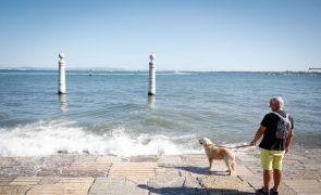 Mercado de seguros de animais cresce rapidamente em Portugal e mobiliza seguradoras