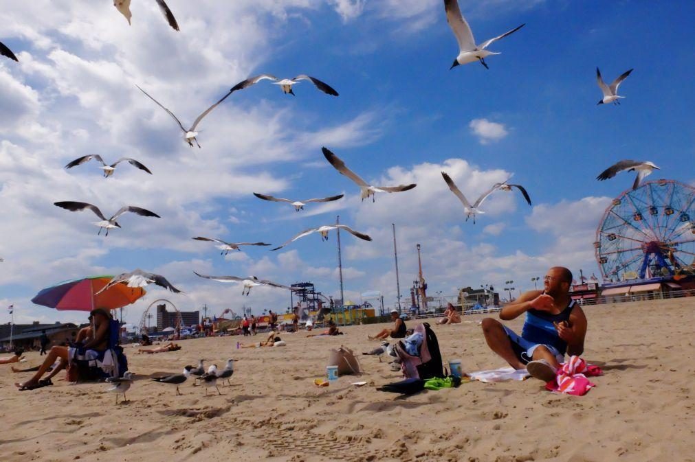 Gripe das aves detetada em gaivotas nos distritos de Aveiro e Leiria