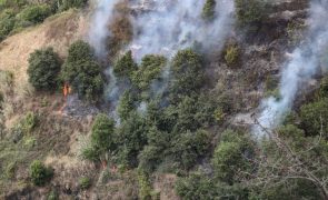 Campanhas de arborização são normalmente a 