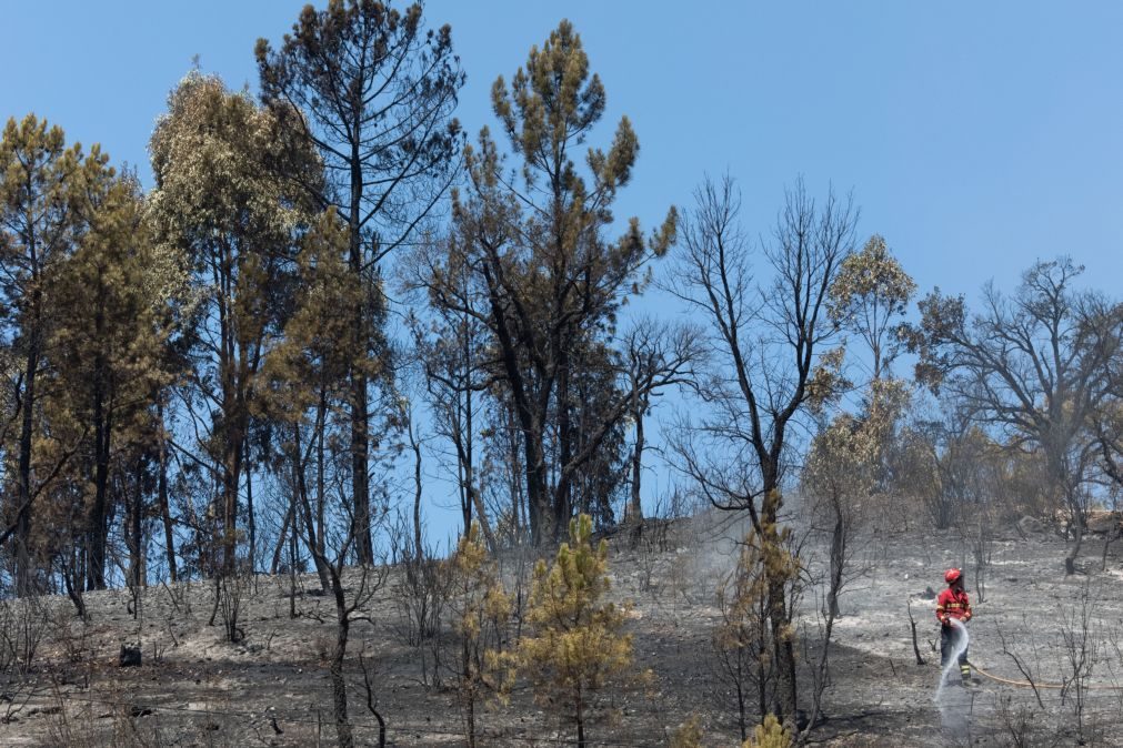 Mais de 120 operacionais e nove meios aéreos combatem fogo em Portalegre