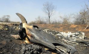 Mais de 04 milhões de hectares ardidos na Bolívia em 03 meses