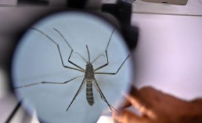 Brasil ultrapassa 6,5 milhões de casos prováveis de dengue este ano