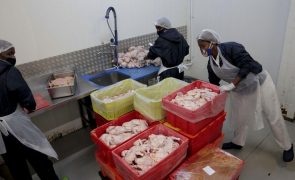 Importação de alimentos em Angola caiu 12,6% no 2.º  trimestre de 2024