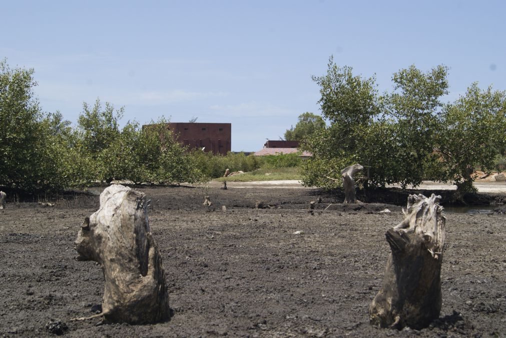 Governo moçambicano aprova projeto para planta 200M de árvores de mangal