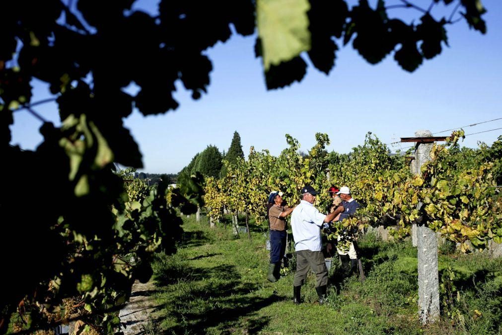 Vindimas nos vinhos verdes com qualidade que há muito não se via