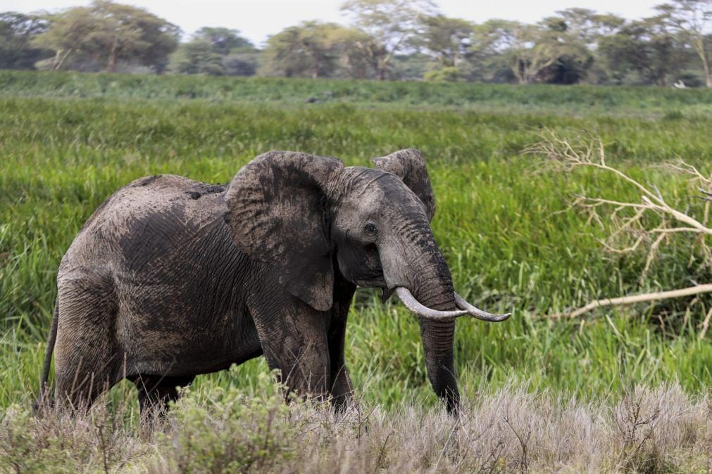 Zimbabué vai abater cerca de 1.000 elefantes para aliviar fome causada pela seca