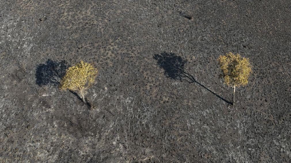 Incêndios afetam quase metade das terras indígenas de Mato Grosso, no Brasil