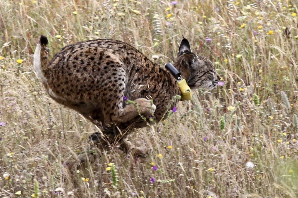 População de lince-ibérico superará 500 animais este ano