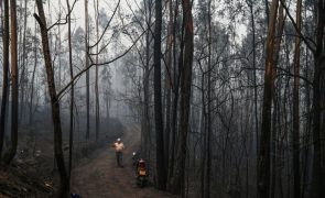 Setenta e quatro pessoas estão presas ou detidas por fogo posto