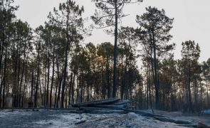 Frentes de fogo em São Pedro do Sul foram aniquiladas e população regressa à normalidade