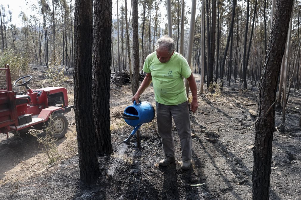 Proteção Civil diz que fogos de Castro Daire, Arouca e São Pedro do Sul estão dominados