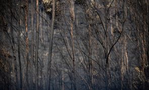 Entre 30 a 40% dos apicultores do Norte e Centro com perdas de produção devido aos incêndios