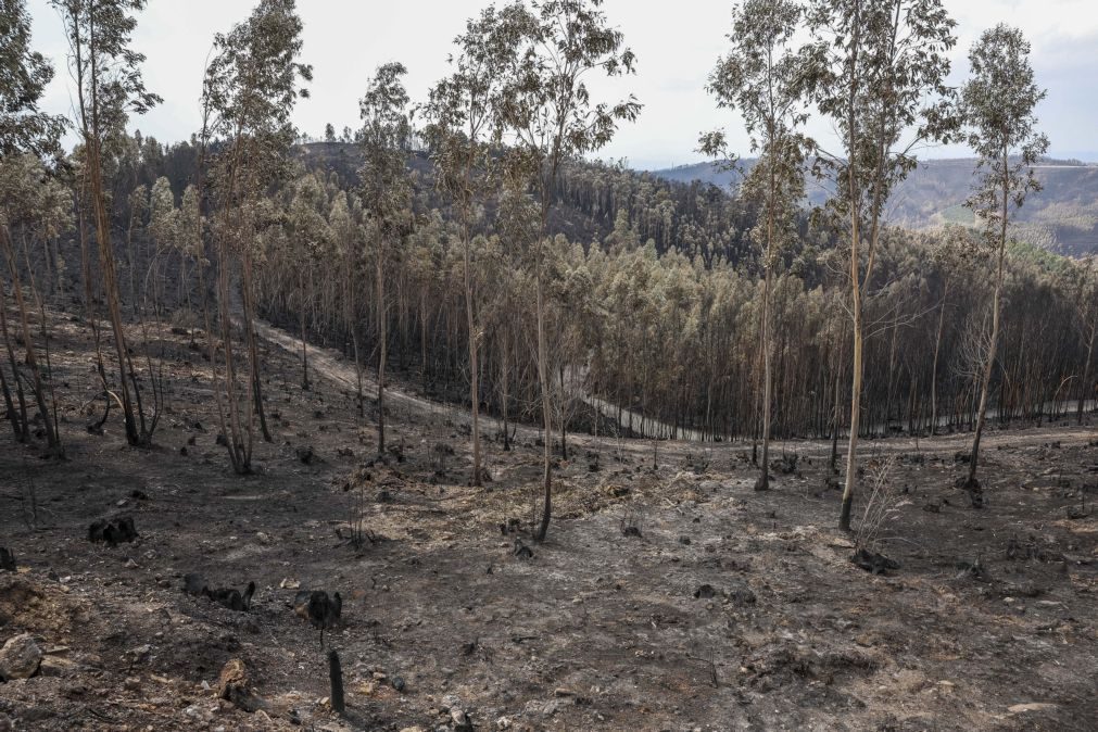 Cerca de 135 mil hectares arderam entre domingo e sexta-feira