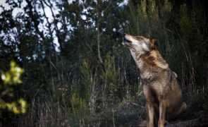 UE inicia processo para reduzir proteção de lobos