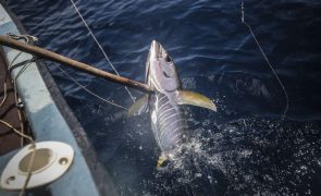 Atum de barbatana amarela impulsiona exportações de Cabo Verde em agosto