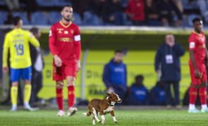 Cães à espera de adoção entram em campo antes dos jogos da I Liga