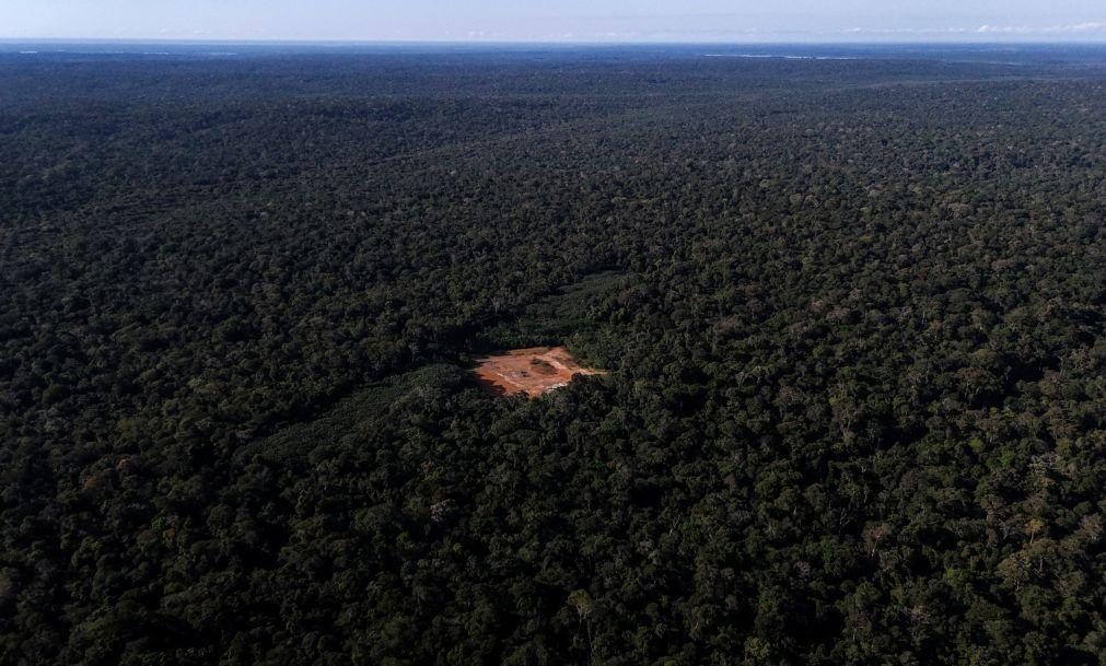 Ambientalistas brasileiros criticam adiamento da lei da UE contra desflorestação