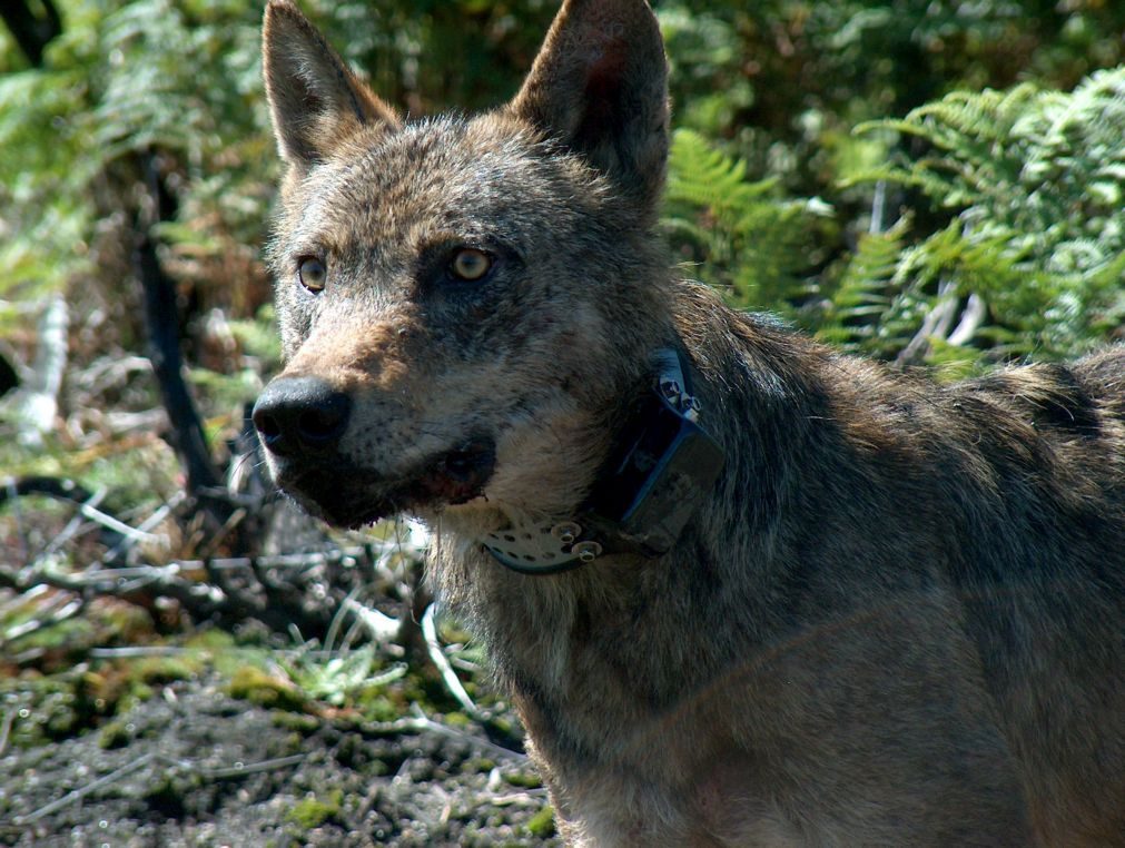 Três arguidos condenados por abate de seis lobos na Peneda-Gerês