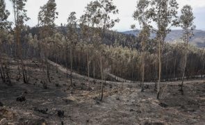 Fogos de 2024 mostraram que sistema 