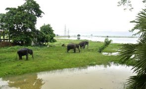 Populações de animais selvagens diminuíram 73% em 50 anos