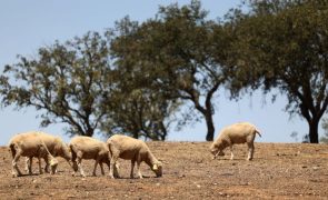 Agricultores do Baixo Alentejo pedem que Estado pague vacina contra língua azul