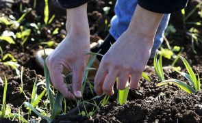 Crise de dispersão de sementes pode afetar futuro das plantas na Europa