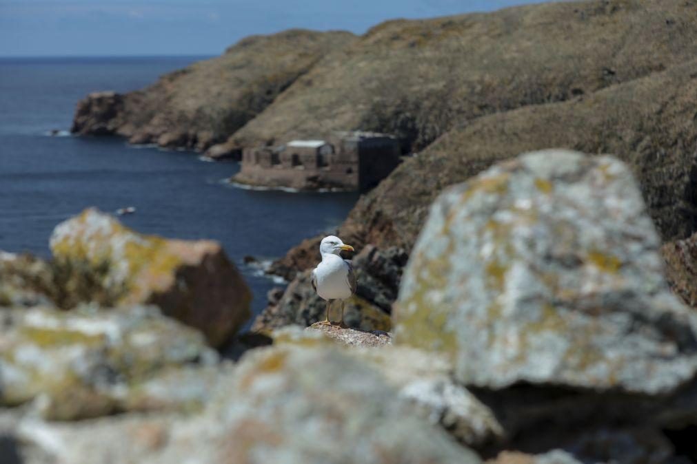 Síndrome paralisante está a afetar aves marinhas da Ilha Deserta