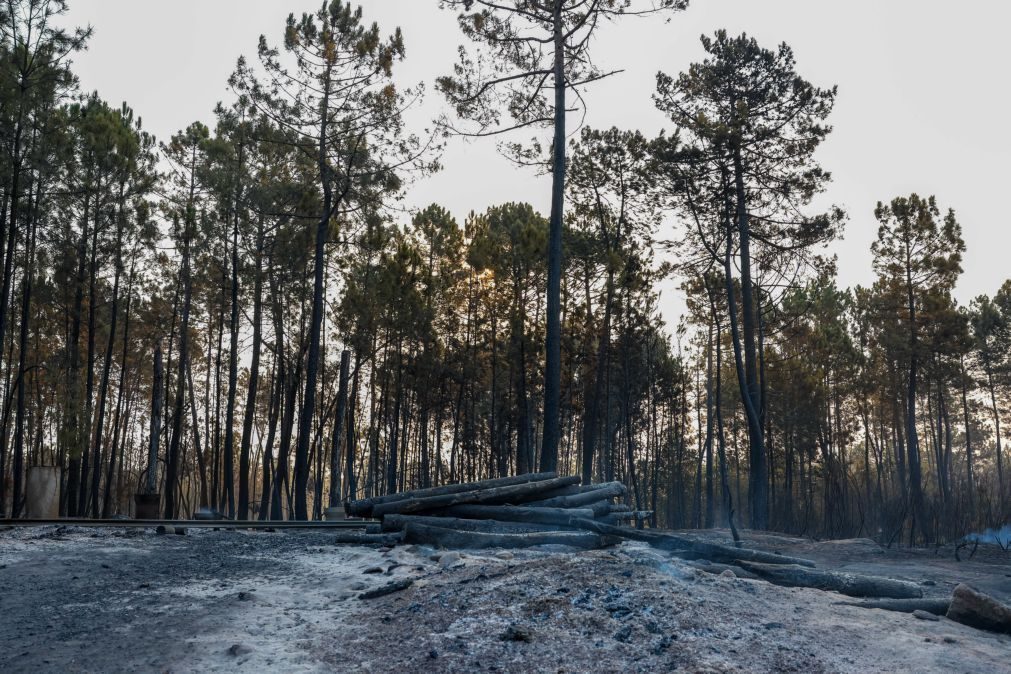 Prejuízos de 2,8 ME no setor agrícola em São Pedro do Sul devido aos incêndios